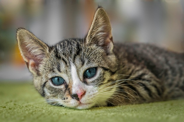 tabby cat